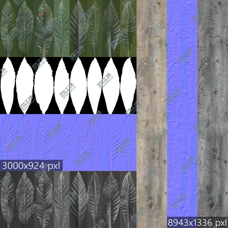 images/goods_img/2021040162/- 7 Plumeria-Frangipani Trees (-GrowFX) by/5.jpg